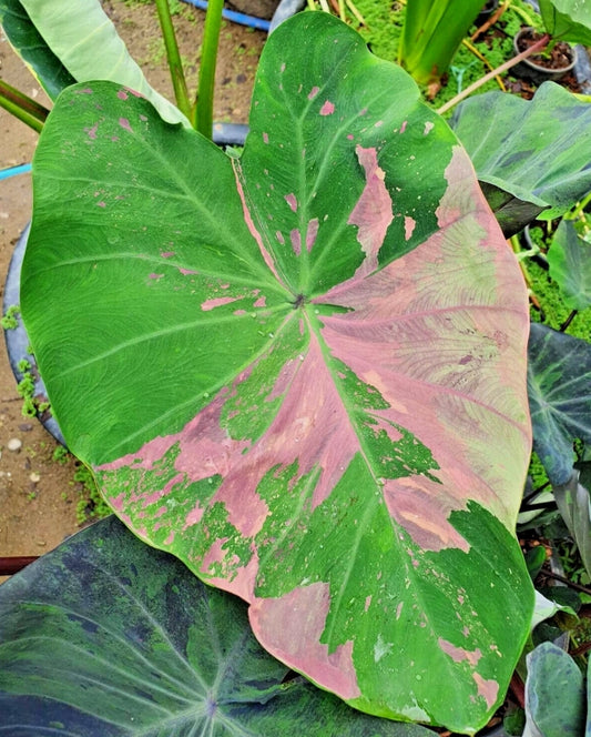 Colocasia Siam Ruby