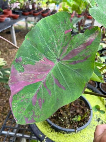 Colocasia Siam Ruby