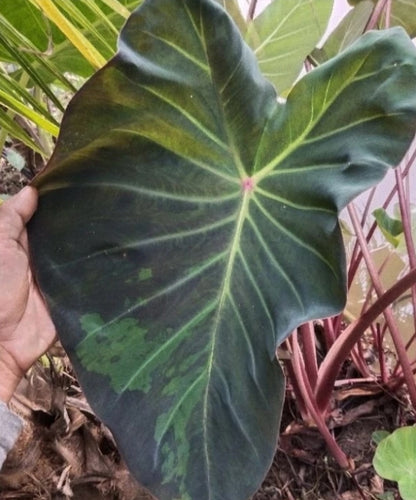 Colocasia Nebula