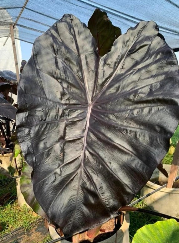 Colocasia Black Matrix