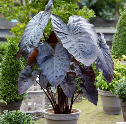 Colocasia Black Matrix