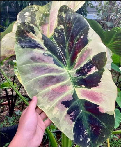 Colocasia Mangosteen