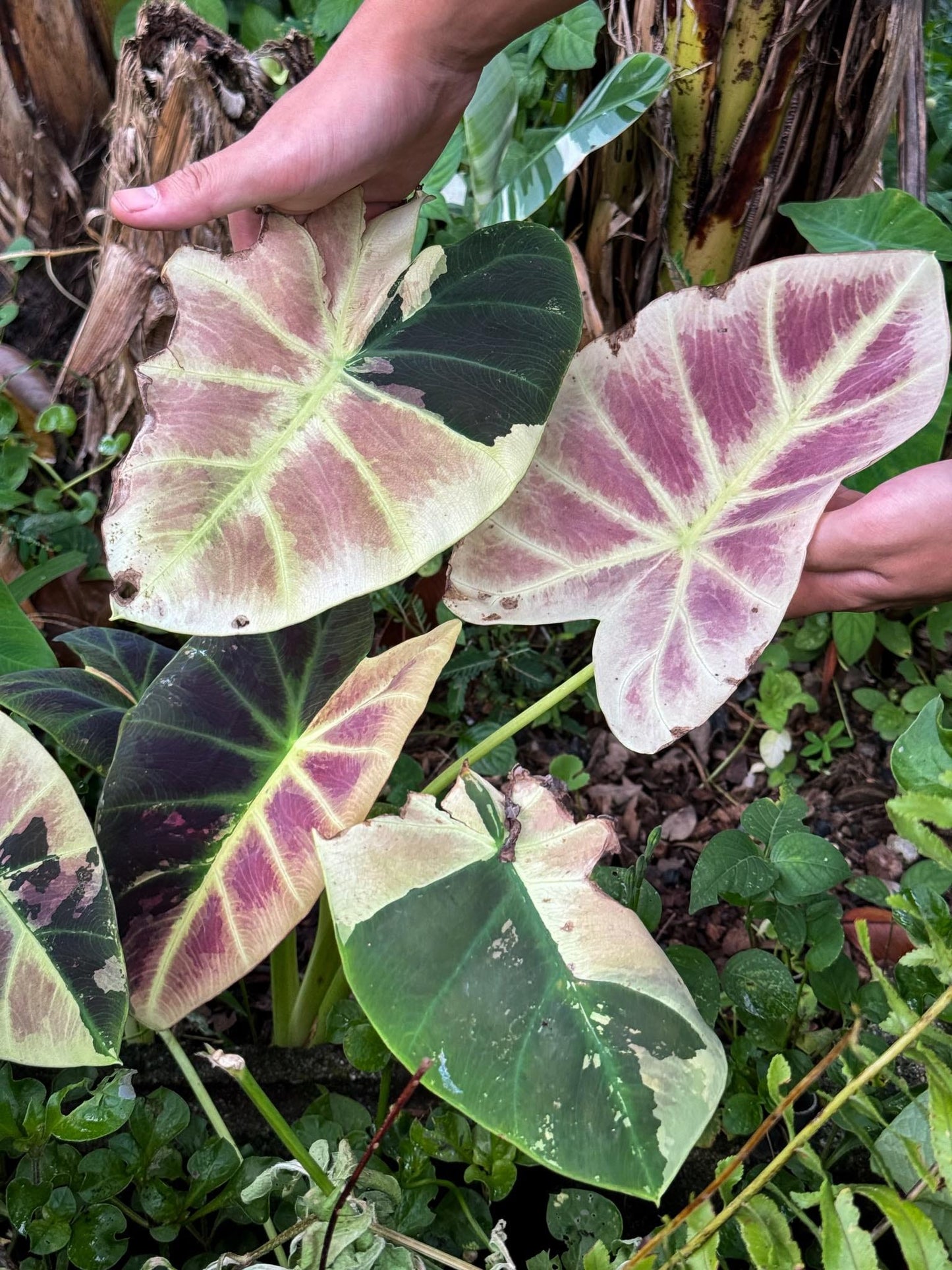Colocasia Mangosteen