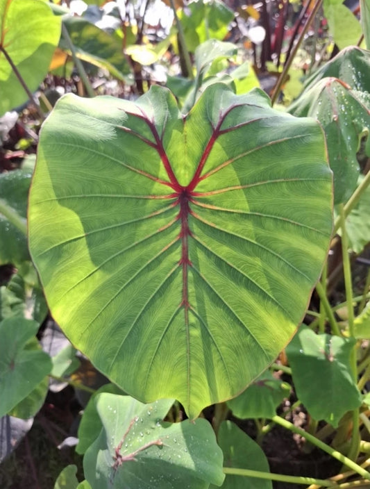 Colocasia Ruby Princess