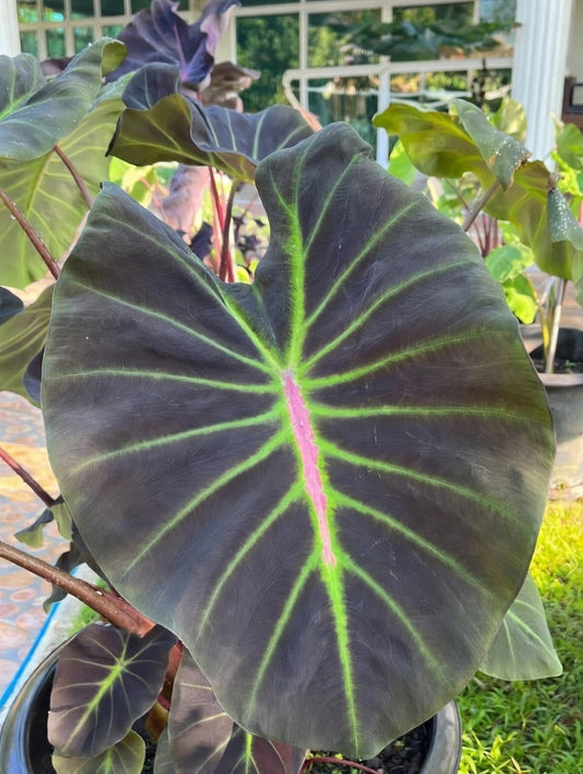 Colocasia Glowing Bones