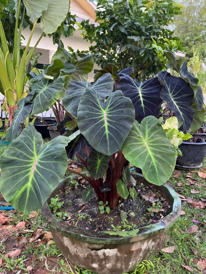 Colocasia Glowing Bones