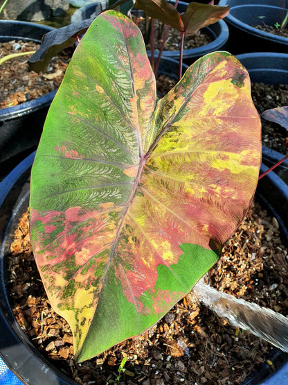 Colocasia Morning Star
