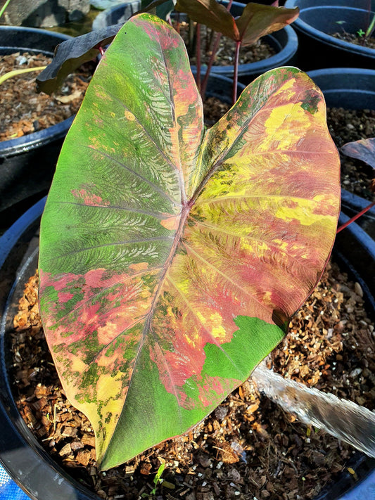 Colocasia Morning Star