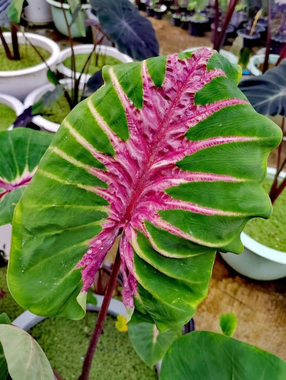 Colocasia Papua Manise