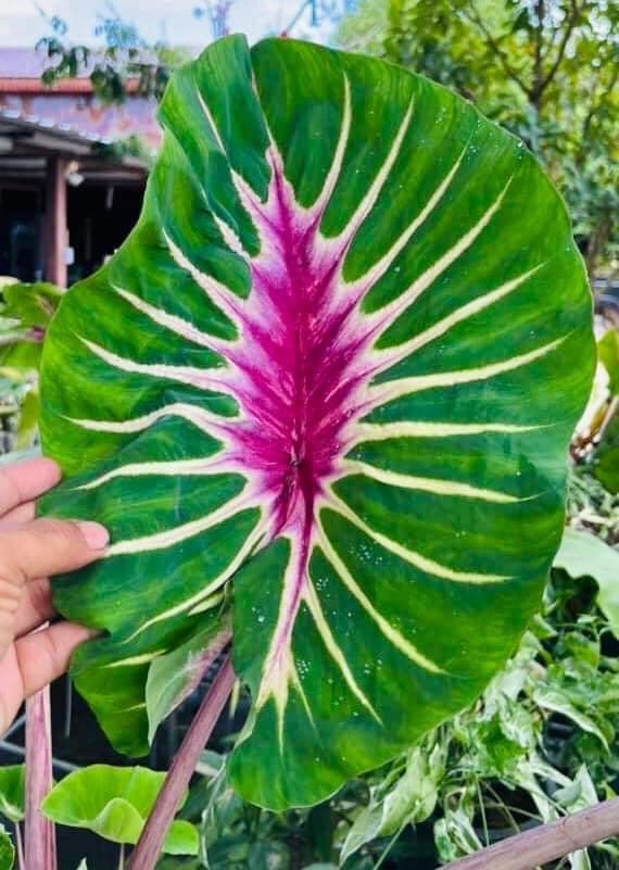 Colocasia Papua Manise