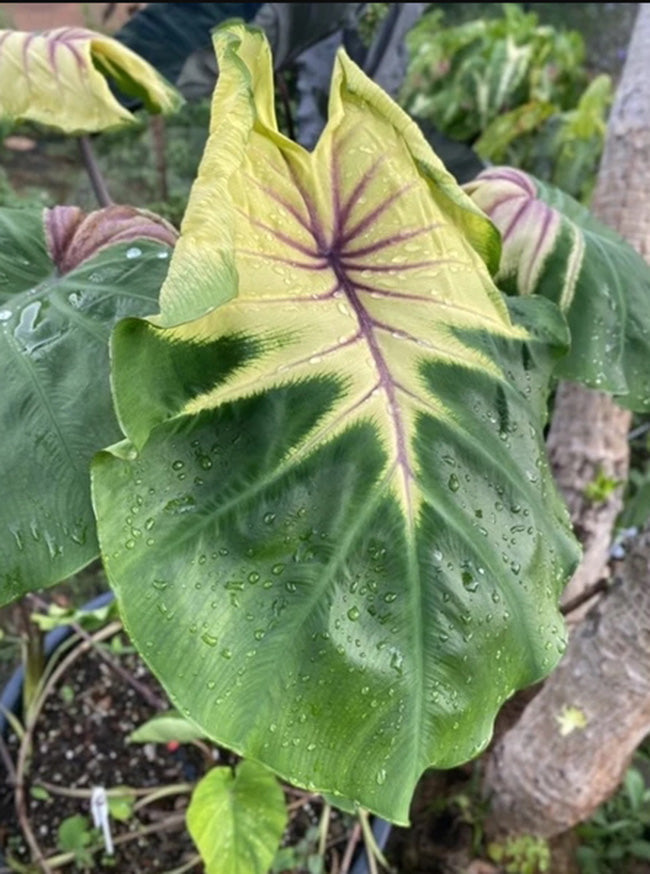 Colocasia Pigtail Princess