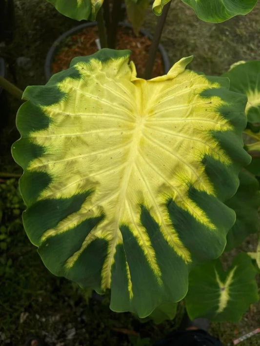 Colocasia Long Kong