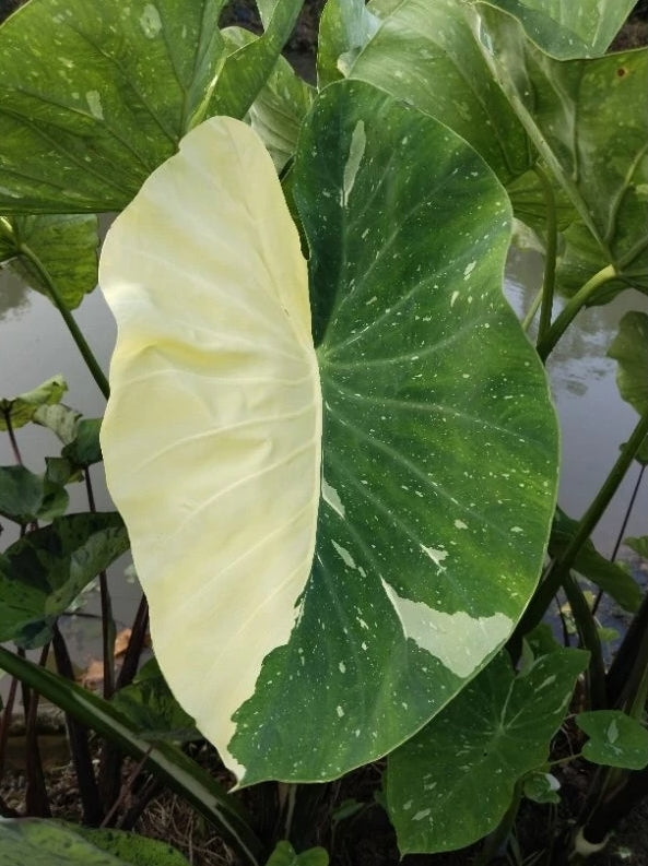 Colocasia Milky Way