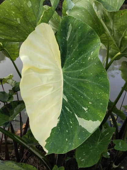 Colocasia Milky Way