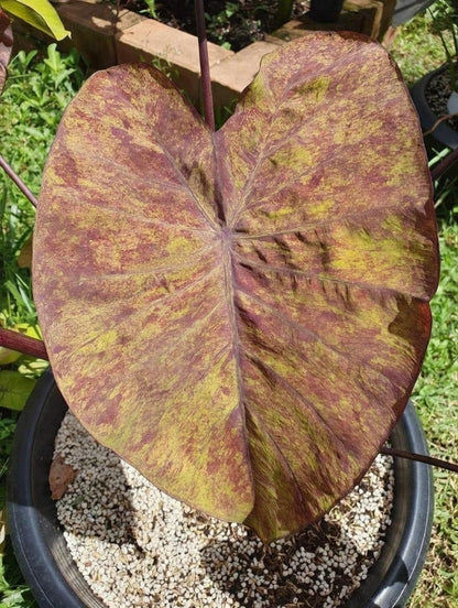 Colocasia Streak Back