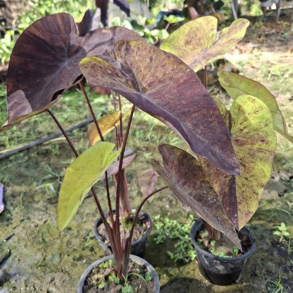 Colocasia Streak Back