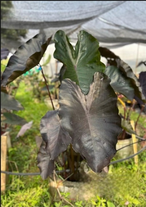 Colocasia Dark Butterfly