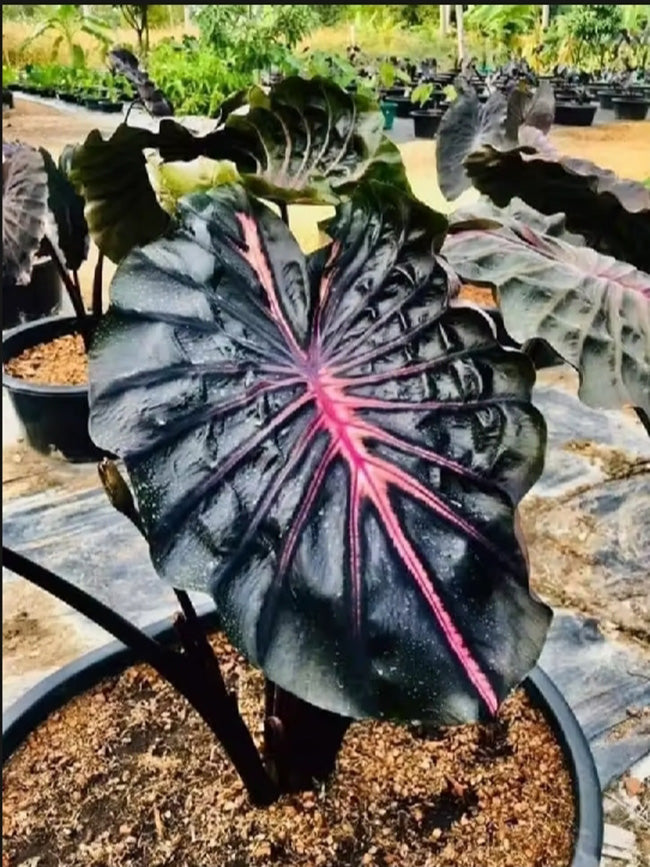 Colocasia Pink Ribbon