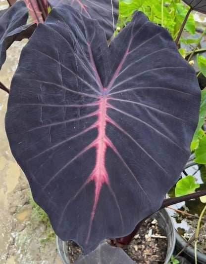 Colocasia Mamuang