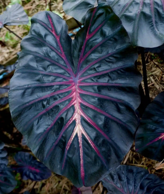 Colocasia Inferno Fall