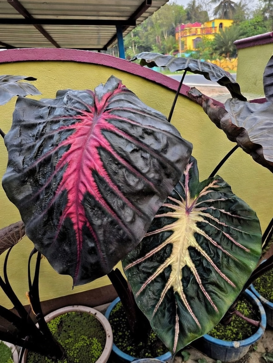 Colocasia Inferno Fall