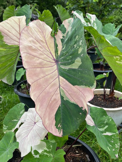 Colocasia Pink Sapphire