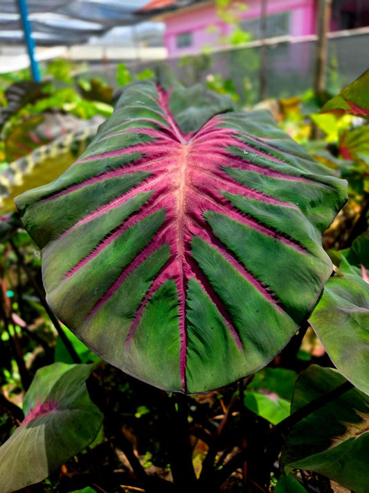 Colocasia Lightning Blood