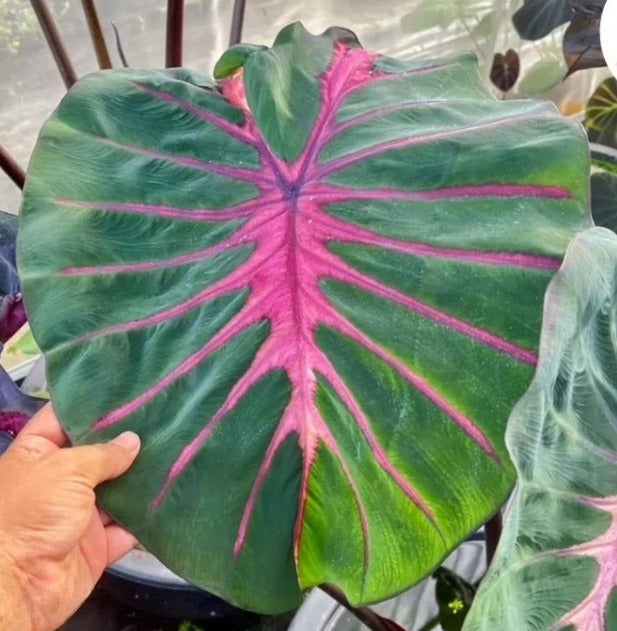 Colocasia Lightning Blood