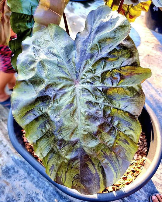 Colocasia Winter Soldier Sayur