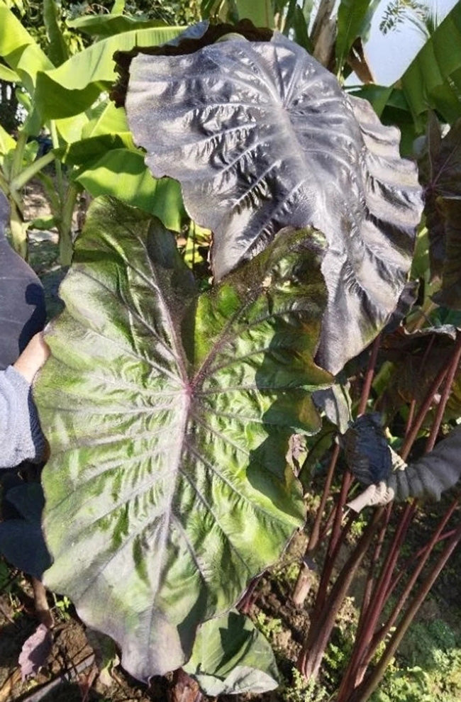 Colocasia Winter Soldier Sayur
