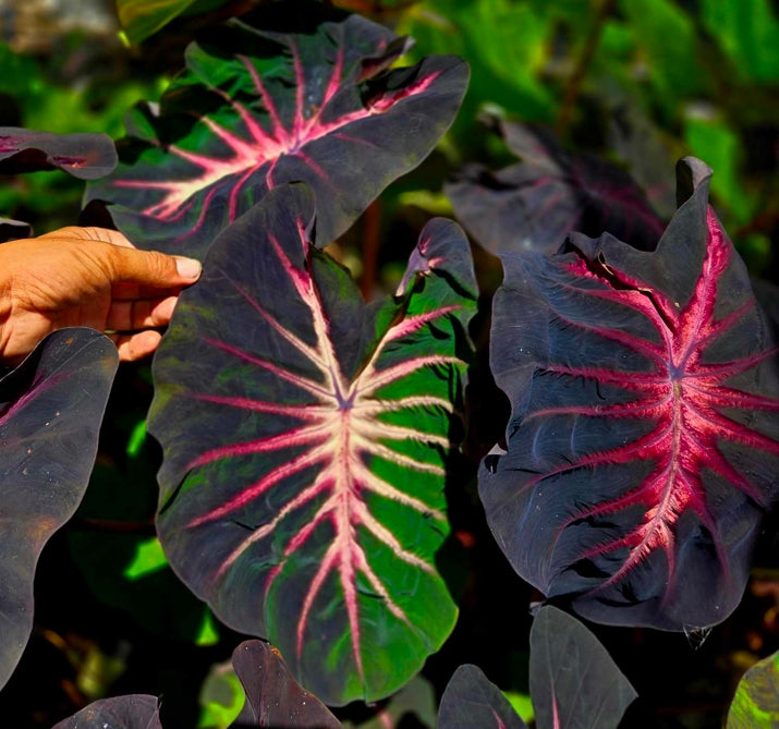 Colocasia Nirmala