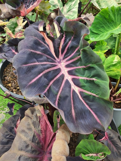 Colocasia Blue Velvet