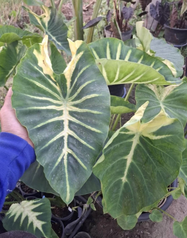 Colocasia Emerald Lava