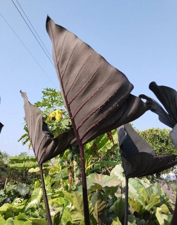 Colocasia Americano