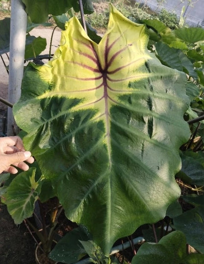 Colocasia Thunder Bird