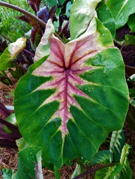 Colocasia Queen of Phoenix