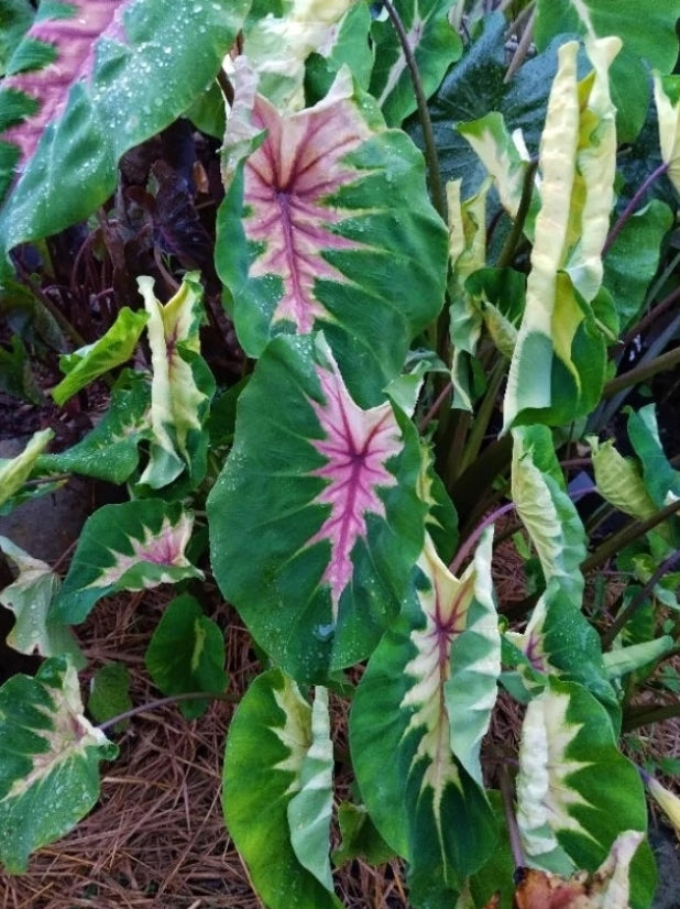 Colocasia Queen of Phoenix