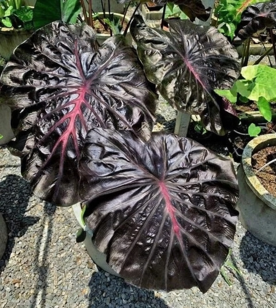 Colocasia Secret