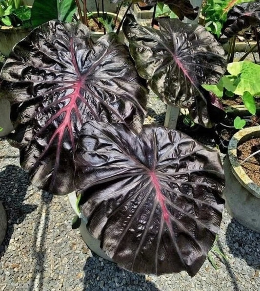 Colocasia Secret