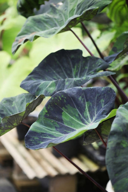 Colocasia Midnight