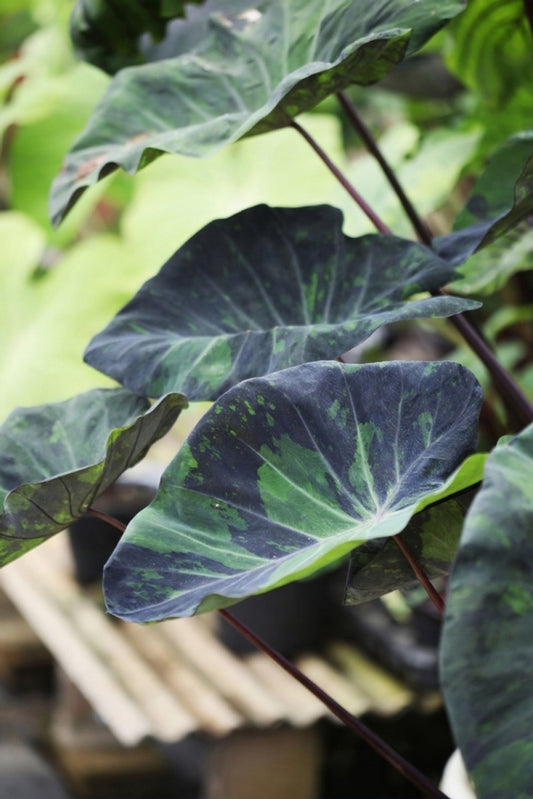 Colocasia Midnight
