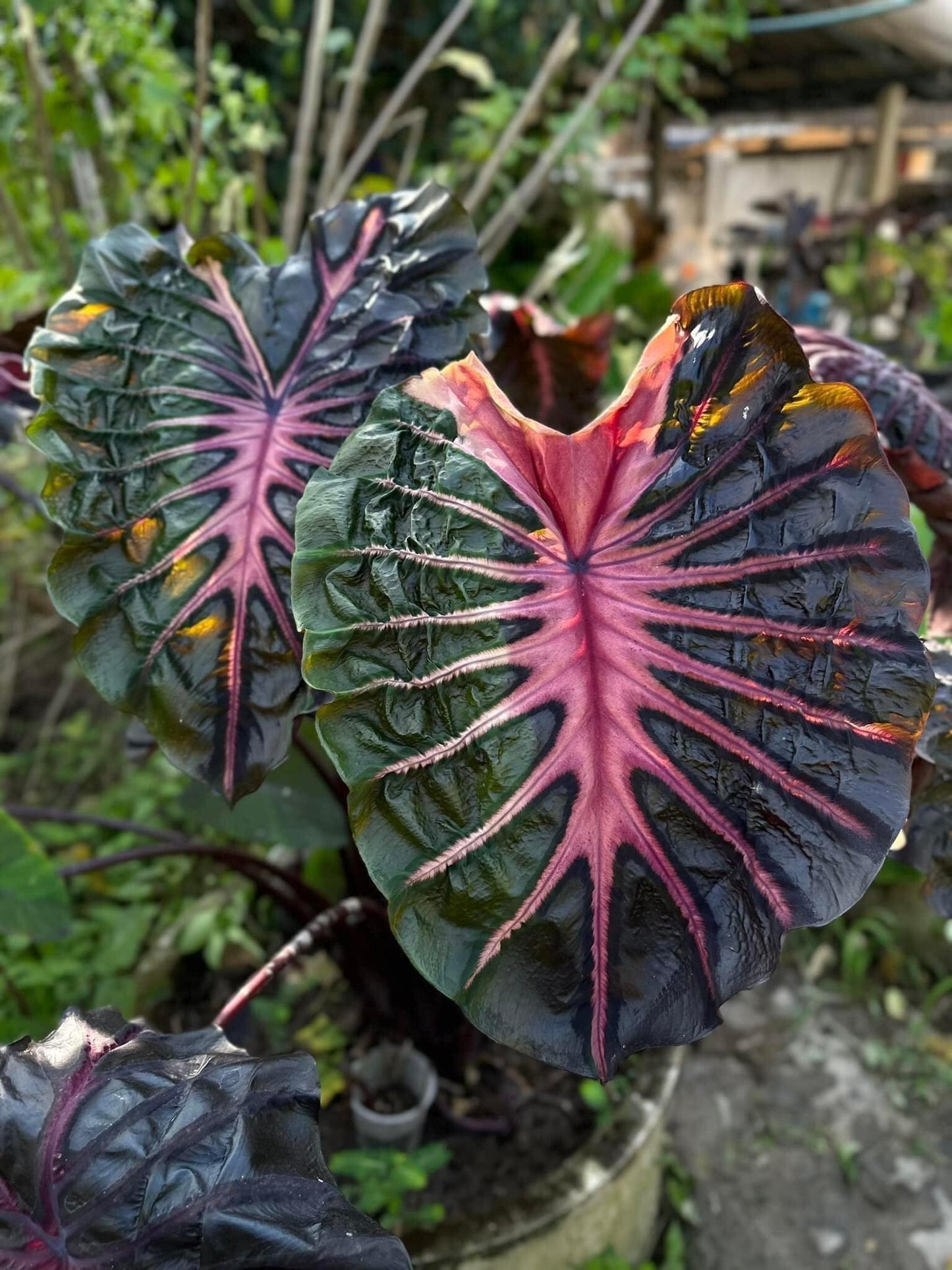 Colocasia Psylocke