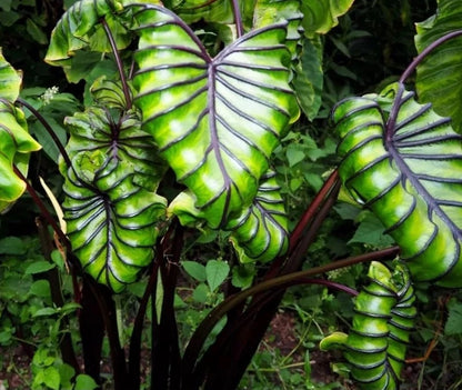 Colocasia Pharaoh's Mask