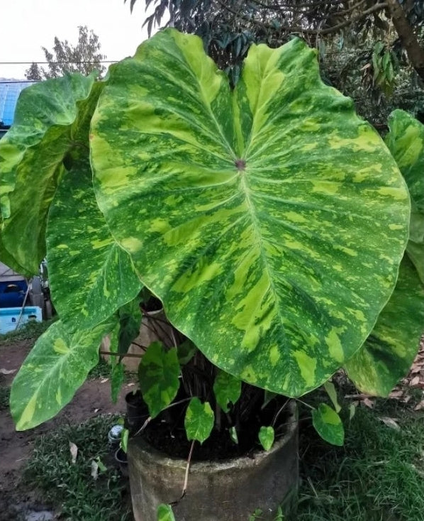 Colocasia Lemon Lime Gecko