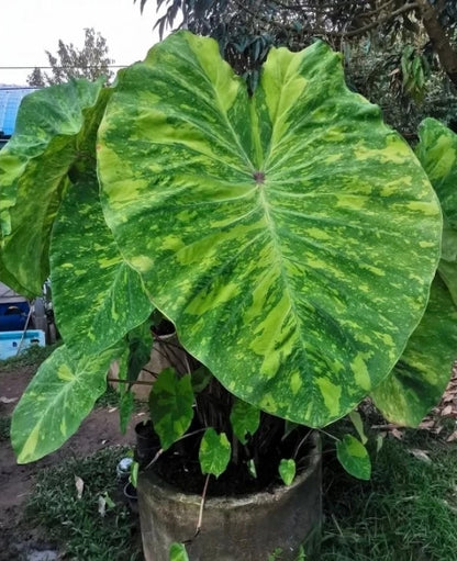 Colocasia Lemon Lime Gecko
