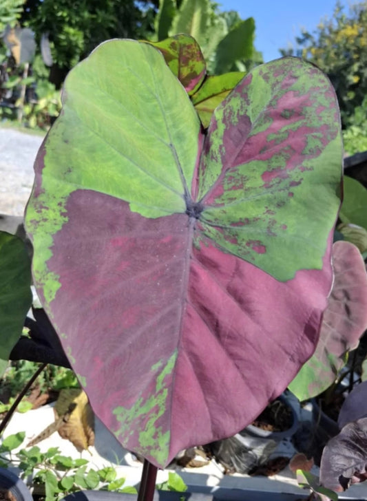 Colocasia Phet Phusa