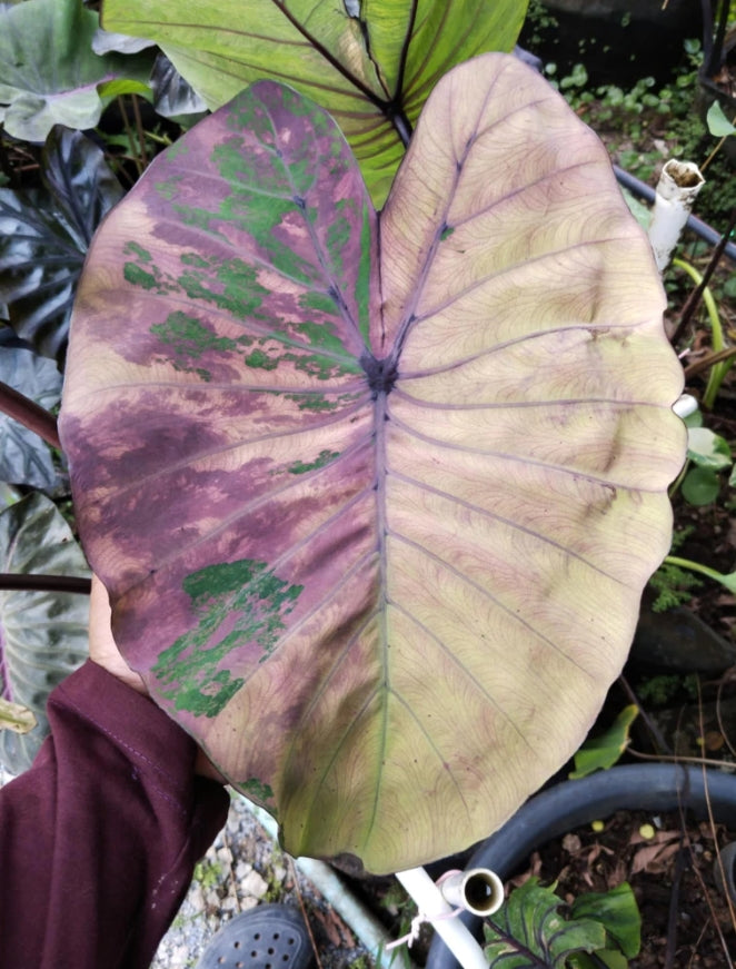 Colocasia Phet Phusa