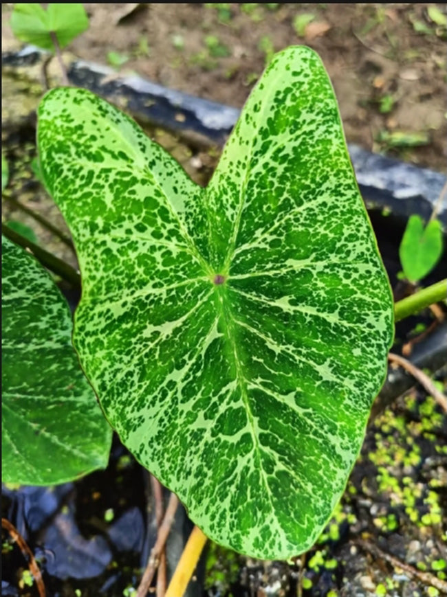 Colocasia Chiangkhan Diamond