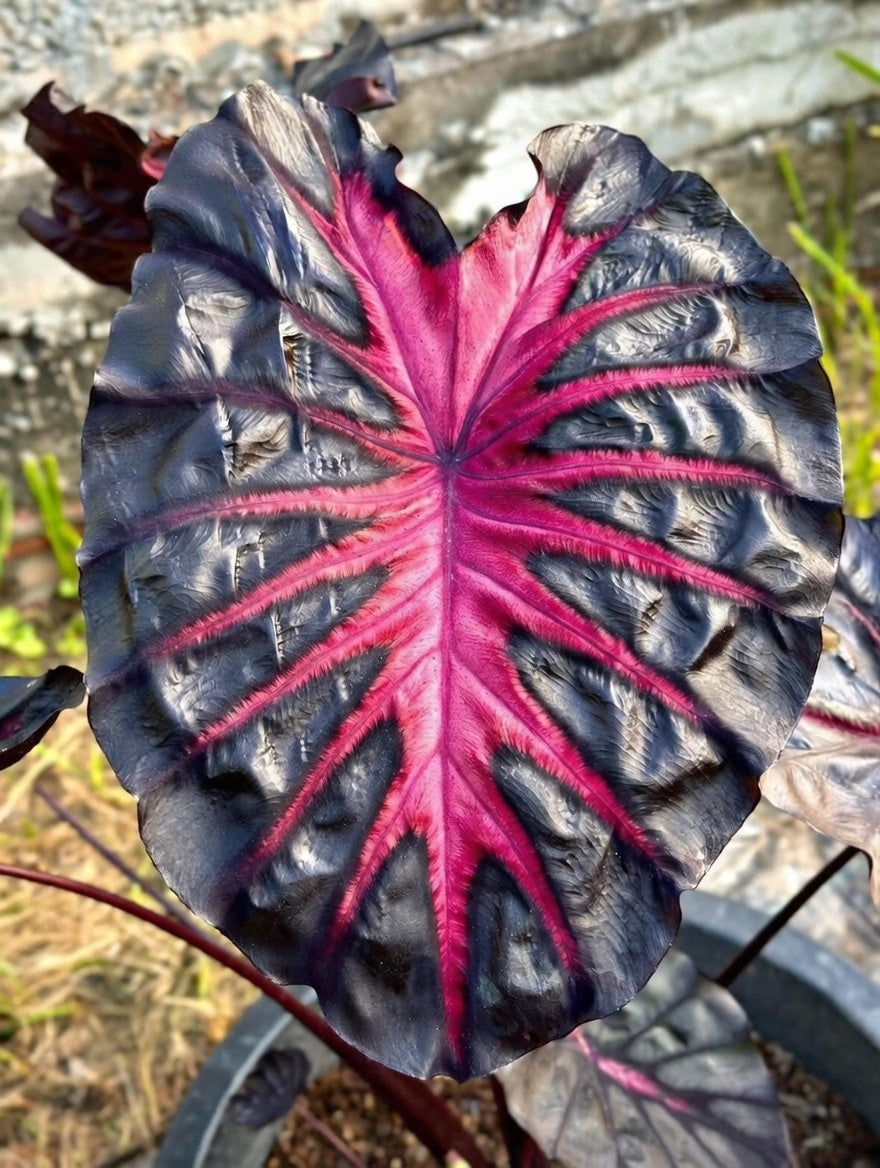 Colocasia Redemption