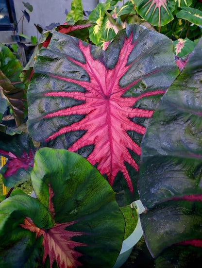 Colocasia Redemption